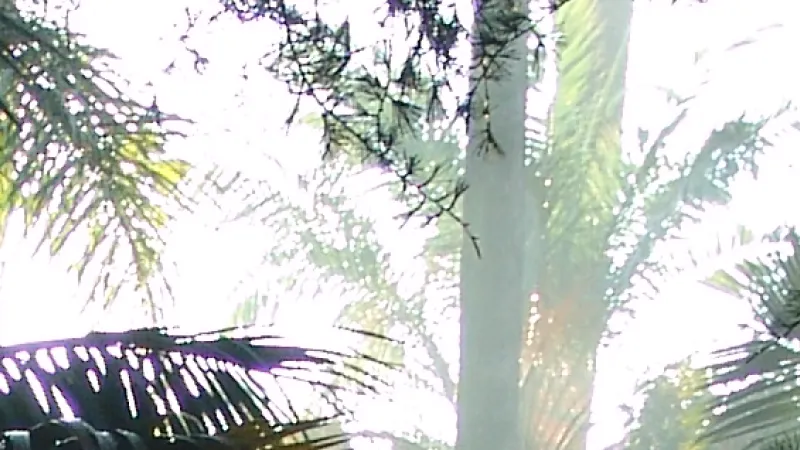 jardimbotanico1115_1815941648565c65ba4a53b.png
