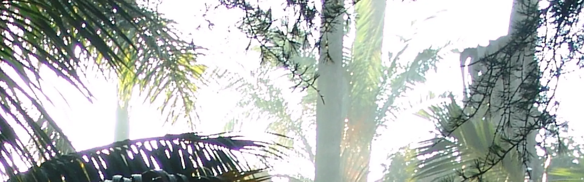 jardimbotanico1115_1815941648565c65ba4a53b.png jardimbotanico1115_1815941648565c65ba4a53b.png